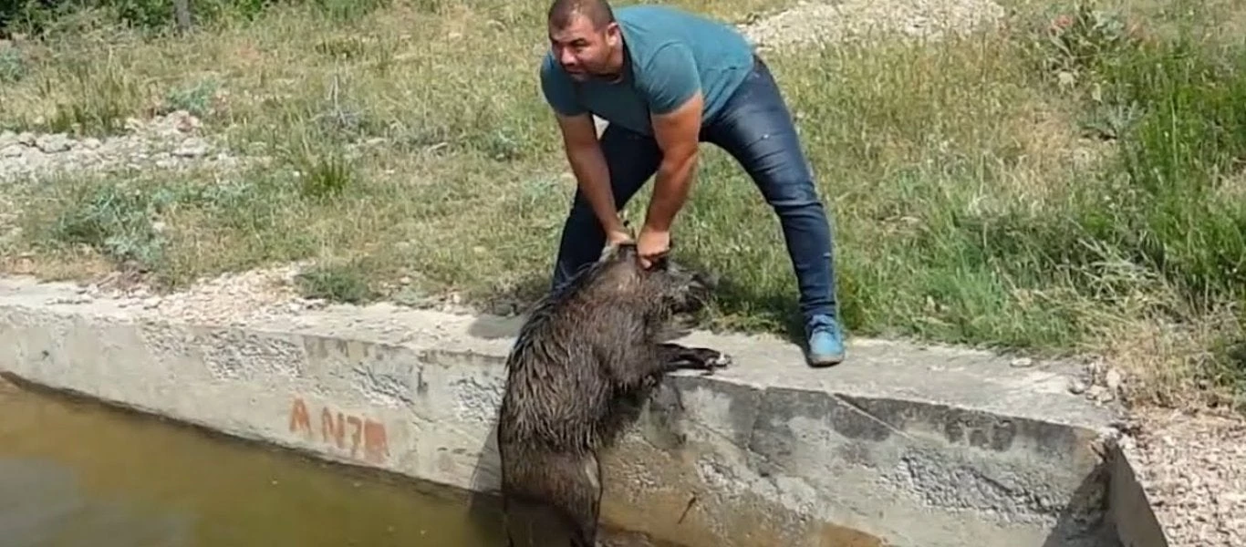 Σώζει από πνιγμό ένα κοπάδι από αγριογούρουνα με τα χέρια του (βίντεο)